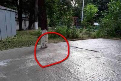 Жители Днепра закатали в асфальт дерево, чтобы во дворе появилась стоянка - kp.ua - Украина - Днепр - Запорожье - Днепропетровская обл. - Каменск