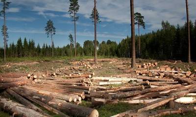 Лесной попечительский совет запретил продавать древесину из Иркутской области из-за незаконной вырубки - og.ru - Россия - Иркутская обл.