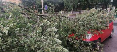 В Петрозаводске девушка, на чью машину упало дерево, более 2,5 часов ждала помощи - stolicaonego.ru - Петрозаводск