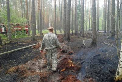 Александр Лазарев - В Ивановской области вновь введен особый противопожарный режим - mkivanovo.ru - Ивановская обл.