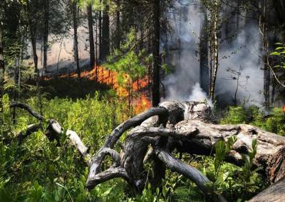В ХМАО растет количество и площадь лесных пожаров: горит 3242 гектара в трех районах - znak.com - Югра - р-н Советский - Березовск