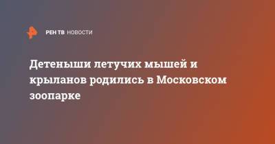 Светлана Акулова - Детеныши летучих мышей и крыланов родились в Московском зоопарке - ren.tv