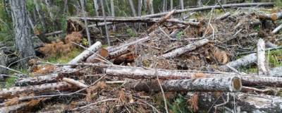 Незаконная рубка леса в Иркутской области вызвала международный скандал - runews24.ru - Россия - Иркутская обл. - Англия - Германия