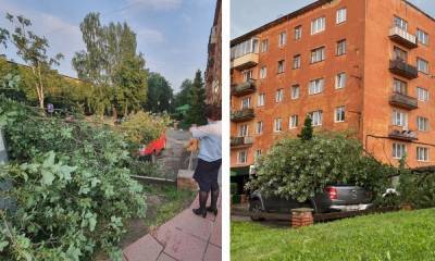 Гроза с ветром в Петрозаводске повалила десятки деревьев: одна девушка ждала помощи 2,5 часа - gubdaily.ru - Петрозаводск - республика Карелия