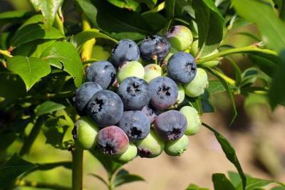 Эксперт: Плантации голубики будут расти еще 2 года - agroportal.ua - Украина
