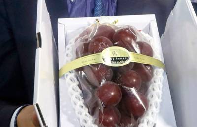 Гроздь винограда продали за рекордные $12 тыс. в Японии - ont.by - Белоруссия - Япония