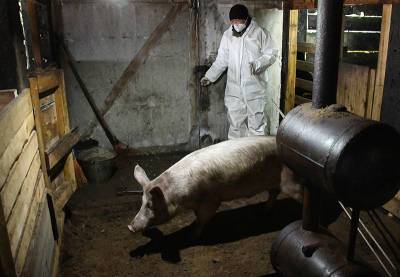 Вспышку африканской чумы свиней выявили в Нижегородской области - tvc.ru - Нижегородская обл.