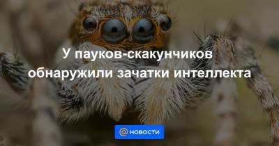 У пауков-скакунчиков обнаружили зачатки интеллекта - news.mail.ru