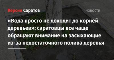 «Вода просто не доходит до корней деревьев»: саратовцы все чаще обращают внимание на засыхающие из-за недостаточного полива деревья - nversia.ru - Саратов