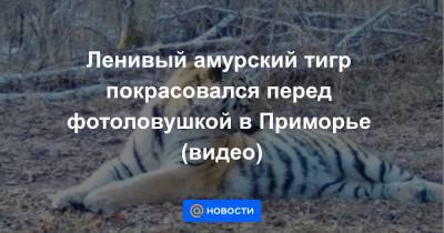 Екатерина Гура - Ленивый амурский тигр покрасовался перед фотоловушкой в Приморье (видео) - news.mail.ru - Приморье край