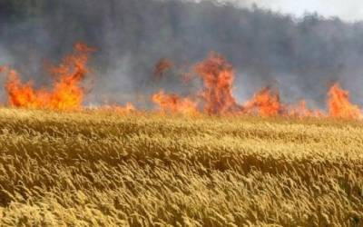 Предпринимателям в Азербайджане будут сделаны страховые выплаты в связи с пожарами - trend.az - Азербайджан