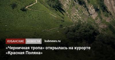 «Черничная тропа» открылась на курорте «Красная Поляна» - kubnews.ru - Сочи - Краснодарский край