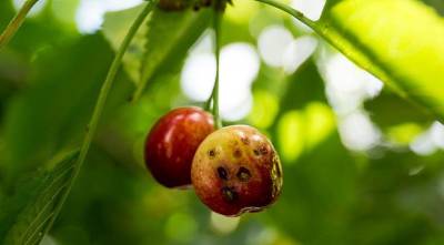 Грибные болезни вишни: как вылечить больную вишню? - skuke.net