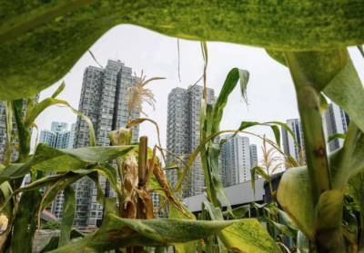 Гонконг «переносит» кукурузу на вертолетные площадки - agroportal.ua - Украина - Гонконг - Гонконг