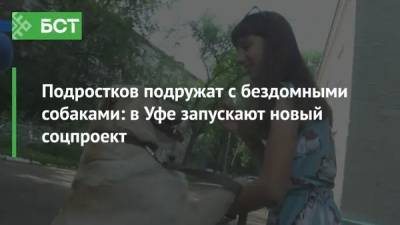 Подростков подружат с бездомными собаками: в Уфе запускают новый соцпроект - bash.news - Уфа