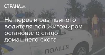 Не первый раз пьяного водителя под Житомиром остановило стадо домашнего скота - strana.ua - Украина - Житомирская обл. - Житомир