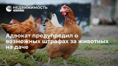 Адвокат предупредил о возможных штрафах за животных на даче - realty.ria.ru - Москва - Россия