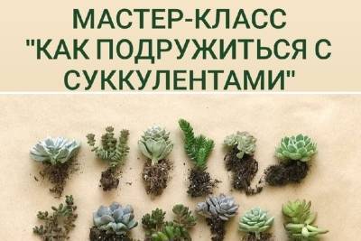 В Смоленске пройдут мастер-классы для любителей суккулентов - mk-smolensk.ru - Смоленск