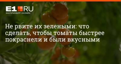 Артем Устюжанин - Не рвите их зелеными: что сделать, чтобы томаты быстрее покраснели и были вкусными - e1.ru - Екатеринбург