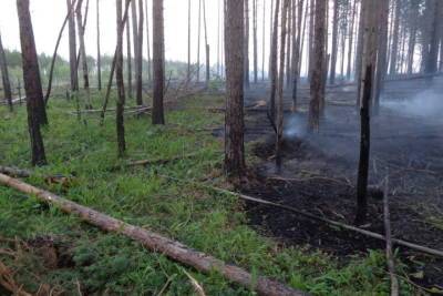 В Шарьинском районе Костромской области ликвидирован лесной пожар - kostroma.mk.ru - Костромская обл.