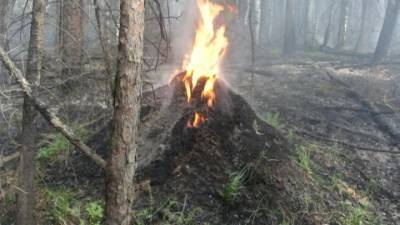 В Якутии пожарные пытаются спасти село Ерт - vesti.ru - респ. Саха