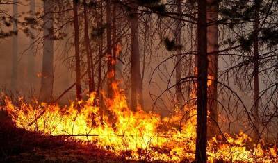 В Бурзянском районе Башкирии горит 13 гектаров леса - mkset.ru - Башкирия - район Бурзянский