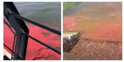 В Азовское море попала токсичная краска, кадры: "берега усеяны рыбой" - politeka.net - Украина - Мариуполь - Бердянск - Азовское Море