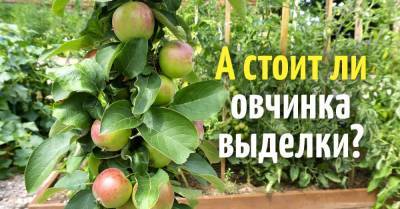 Кто же знал, что у колоновидных яблонь, плодоносящих каждый год, множество недостатков - skuke.net