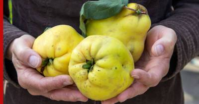 Для долголетия и от болезней кишечника: простой фрукт оказался одним из самых полезных - profile.ru - США