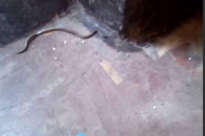 В оккупированном Луганске в дома и квартиры проползают змеи (фото) - w-n.com.ua - Луганск