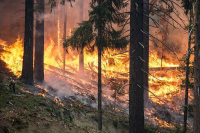 В Волосовском районе гроза вызвала крупный лесной пожар - ivbg.ru - Украина - район Волосовский - Ленобласть