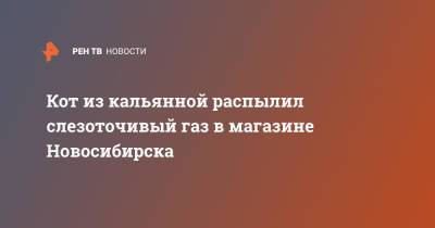 Кот из кальянной распылил слезоточивый газ в магазине Новосибирска - ren.tv - Новосибирск