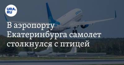 В аэропорту Екатеринбурга самолет столкнулся с птицей - ura.news - Сочи - Екатеринбург - Уральск