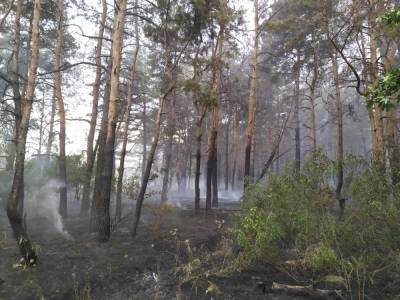 На Луганщине загорелся лес: пожар оперативно ликвидировали - vchaspik.ua - Украина