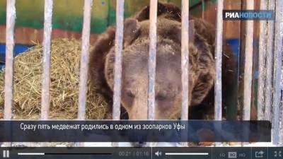 Антон Богданов - На Камчатке из-за медведя супруги просидели на дереве двое суток - ufacitynews.ru