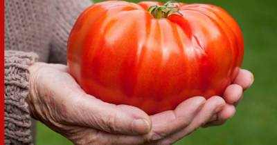Большие и вкусные: названы самые крупные сорта томатов - profile.ru