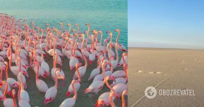 В Турции из-за засухи погибли сотни фламинго, в озере не осталось воды. Фото - obozrevatel.com - Turkey - провинция Конья