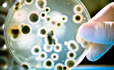 Haber7 (Турция): турецкие ученые открыли 60 новых видов бактерий в шести странах - inosmi.ru - Россия - Турция - Индия - Кипр - Туркмения - Нигерия