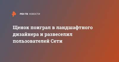 Щенок поиграл в ландшафтного дизайнера и развеселил пользователей Сети - ren.tv