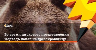 Во время циркового представления медведь напал на дрессировщицу - ridus.ru - Кемеровская обл. - Березовский