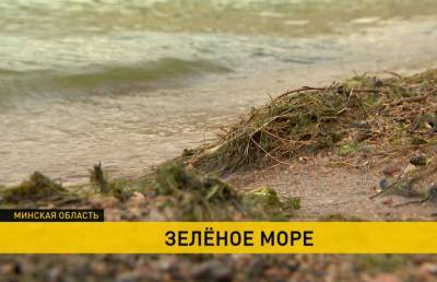 Минское море окрасилось в зеленый цвет – безопасно ли купаться? - ont.by - Белоруссия - Минск - Экология
