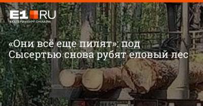 «Они всё еще пилят»: под Сысертью снова рубят еловый лес - e1.ru - Екатеринбург