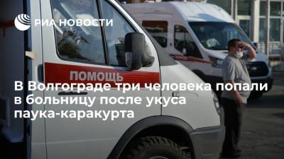 В Волгограде три человека попали в больницу после укуса паука-каракурта - ria.ru - Волгоград - Волгоградская обл.