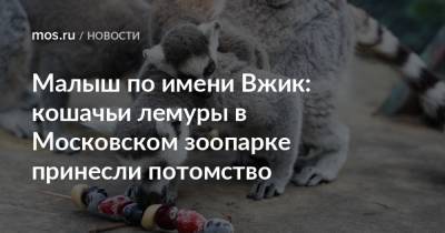 Малыш по имени Вжик: кошачьи лемуры в Московском зоопарке принесли потомство - mos.ru - Москва - Мадагаскар