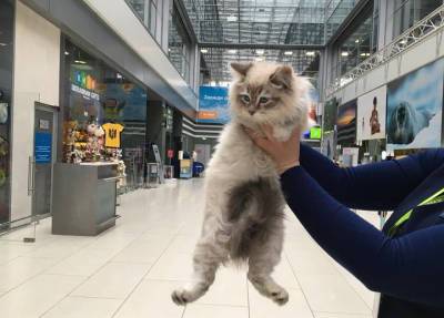 Женщина в Сургуте бросила собаку и кошку в аэропорту перед посадкой на свой рейс - province.ru - Москва - Сургут