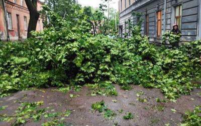 Под Киевом два человека погибли при падении деревьев - korrespondent.net - Украина - Киев - Киевская обл. - район Вышгородский