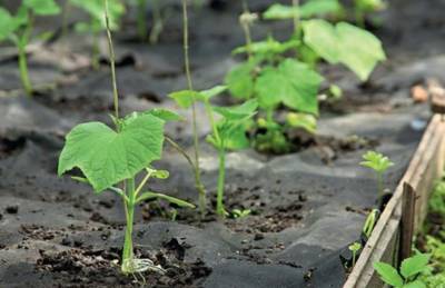 Органики переходят на выращивание овощей на гряде под пленкой - agroportal.ua - Украина