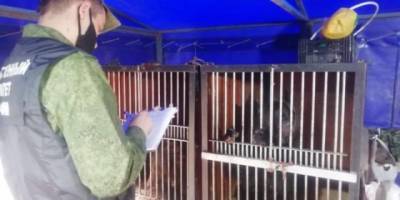СК организовал проверку по сообщению о нападении циркового медведя на дрессировщицу в Кузбассе - gazeta.a42.ru - Самара - Березовск
