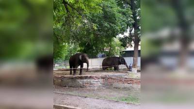 Воронежцы сфотографировали прогулку слонов у цирка - vestivrn.ru - Воронеж