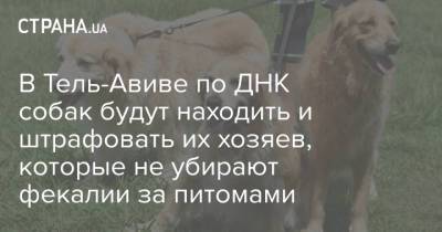 В Тель-Авиве по ДНК собак будут находить и штрафовать их хозяев, которые не убирают фекалии за питомами - strana.ua - Украина - Израиль - Тель-Авив